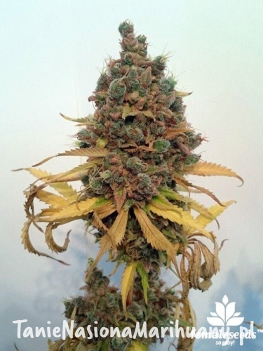 3fbc3194381b70bef58e3bff9bd72592