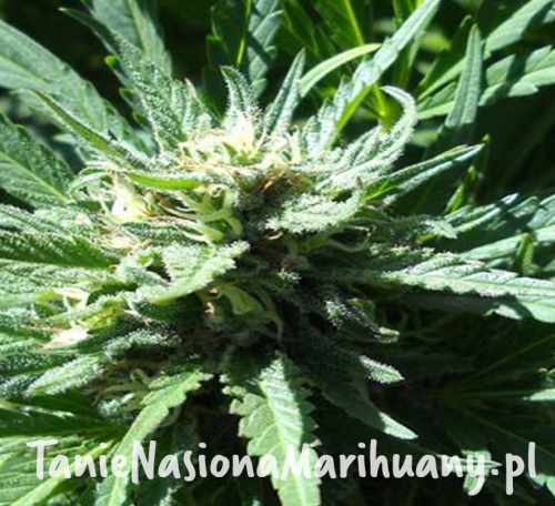 3fd7657d7e60f1c93f7d6dac834f49a0