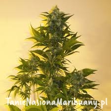 3fdd1b5fbe116f6ab03e1b3be88a2ffb