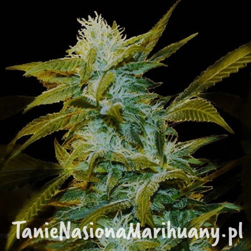 4042a165875a22d45e4d81d483bbd73f