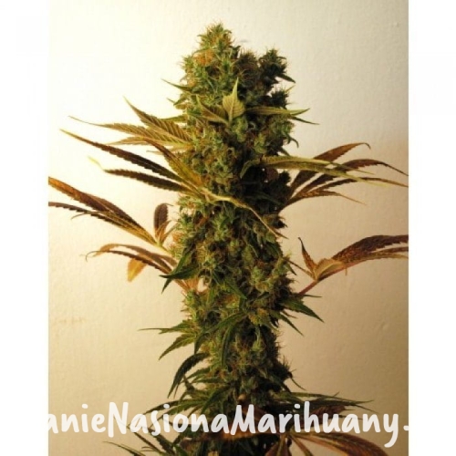 40eafa59a2683664ed7724da4d8df3c7