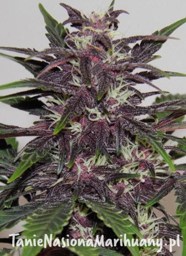 417d56c1688e053a969e5703bc0c0d43