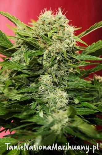 41d1228c35c495992358930039a847c4