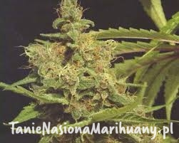 421796973a44b8c4b10f081bef66b1ba