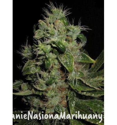 421a7487a59b25975fb6d60347278aef