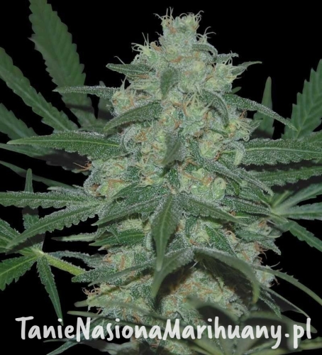 428d70135650897b4887b9f273b498ad