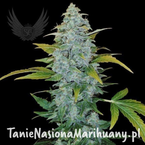 42aa5e505eb03df2f6e7812b3e047001