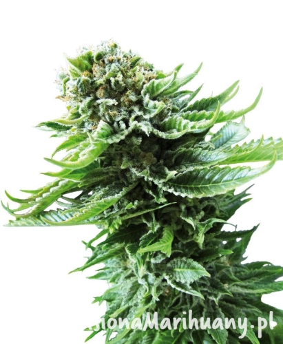 43017d02fe38a342701c248bbf840abc