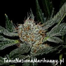 438a75d7a4cc5c82edf89300015c388e