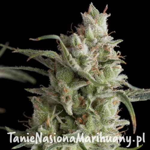 43b7c9553ce73991df1fd81aa344d604