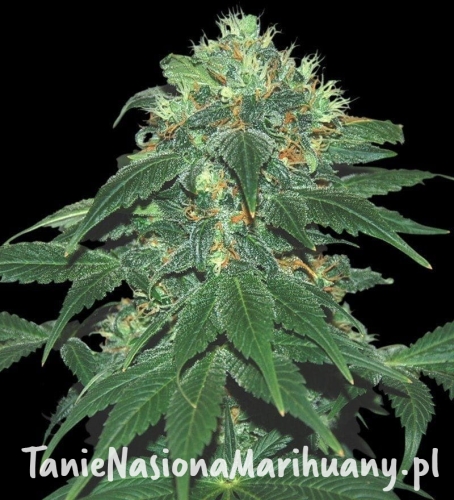 443cf285533ba3391ac661cc5b4d36ae