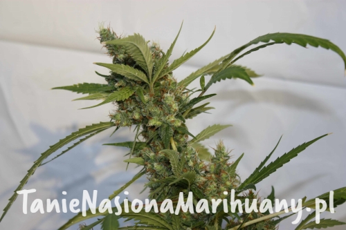 446f23c4b40ee7d30204a74127307742