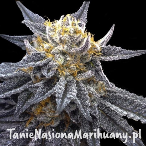 447bce12eab9e21a79a96c8c531cddd1