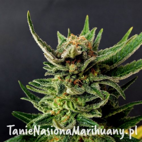 4503aacc3985f70744e57eea1e746b2d