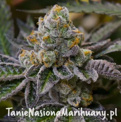 465550d86a09c93365a3d892d42fb3af