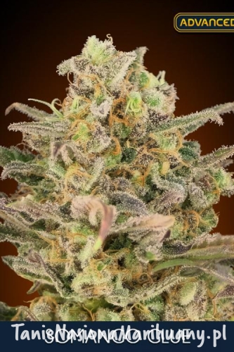 465b56479d2948e0a1eb5dc61fc69edf