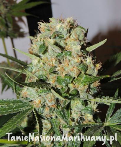 467f7d473affd0e3532130afe59cdaee