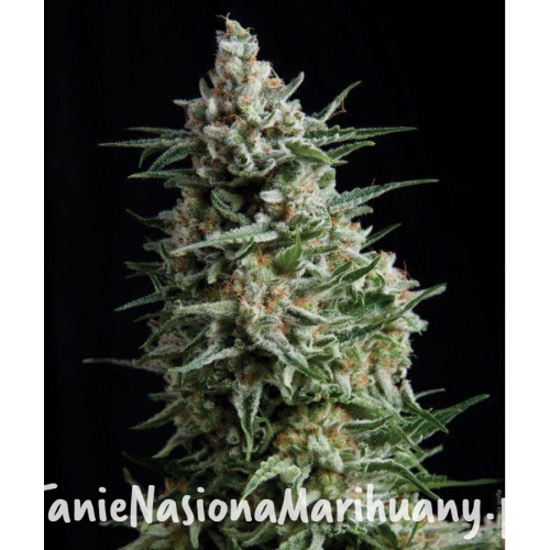 47668a1e1a4057d252c14f8ffc6af0f9