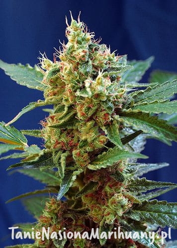 478c3de6b89f5435c950304fb5695928