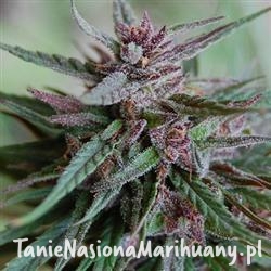 47c445ee27293959eca921ccbd7d5e52