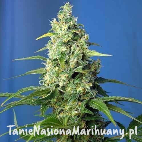 486d6ee862d28178b71c1cb026acc8f7