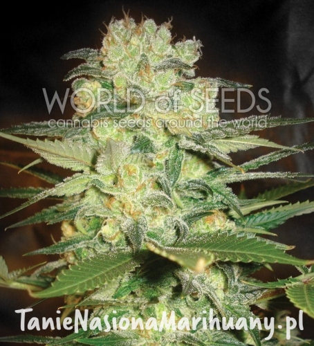 486e6f8099927bfa69857b1711c8c236