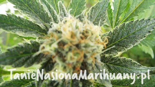 4881da087769314b11b2f269e0046348