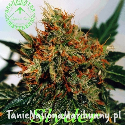 4979af508467406c97a88ec12344f46e