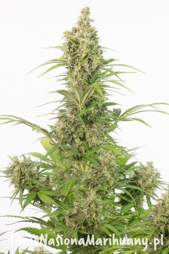 498bd8b99717a7f1ad65f810455cb452