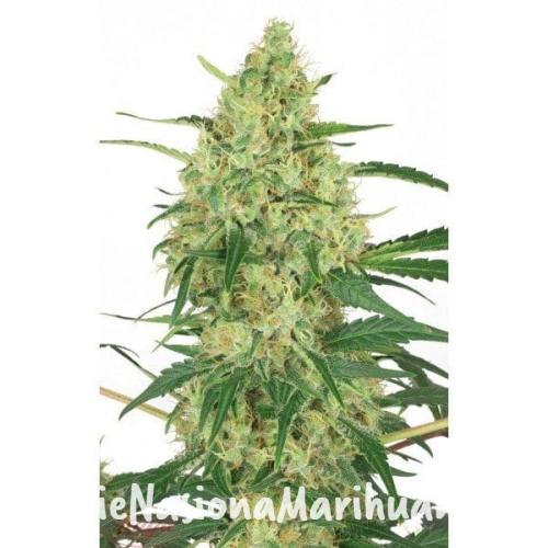 49d3f3899b9eddfbee29988cdb6feabd