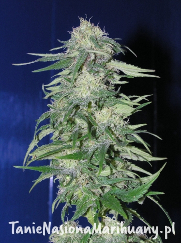 49e1aaedd46b7ef4433b7d5b2954f7e0