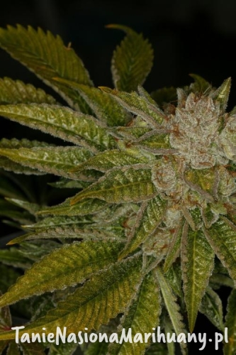 4aa3026abe83f5586352e97b9bff84dc