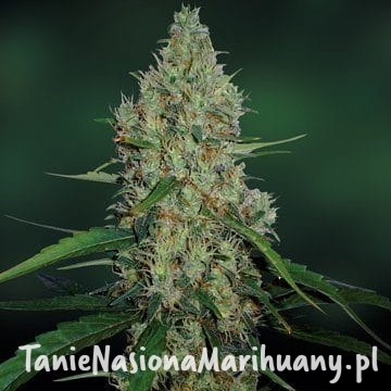 4aea1ecf51b0534a60d0bd6661856489