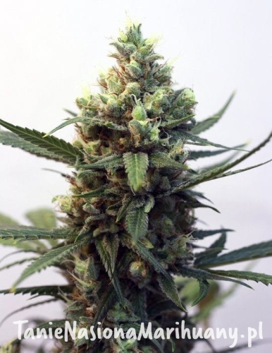 4b24294f9cece0c0cef2aacea5a839c8