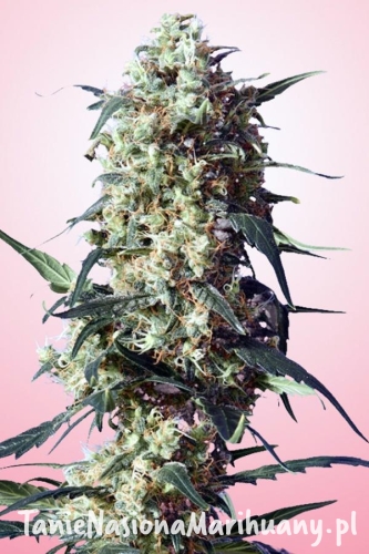 4b8c66093605ba92c1dd145ed38f5274