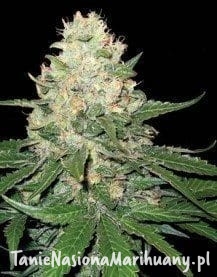 4ba260bdec1323e8c52940ef445cfdfd