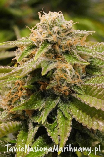 4bc2b2d273b43075b4f2eec5fc92b78b