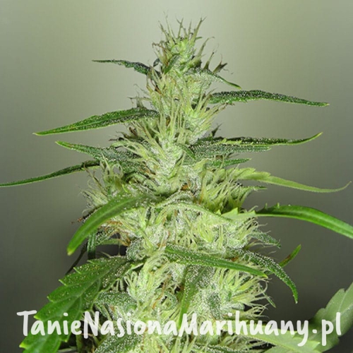 4c886199e3c3fcd706d6d81e255b81b1