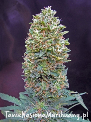 4c930925417f07b80bfed41851558870