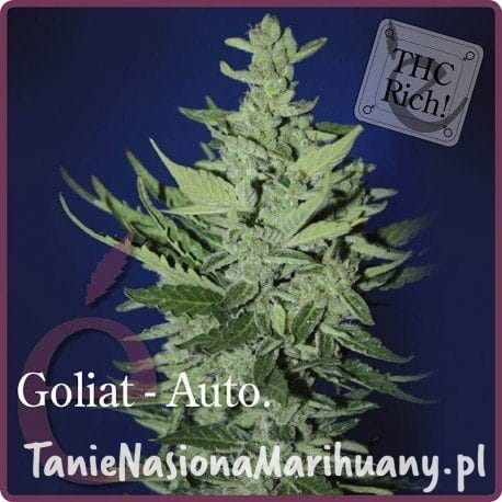 4cc89041e3a535fa1ecd354ef7544a22