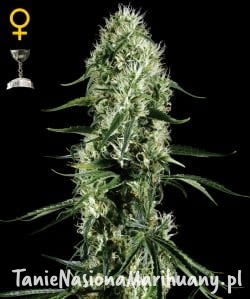 4ce27bc68ca64fb6fdf740d6dfc79bca