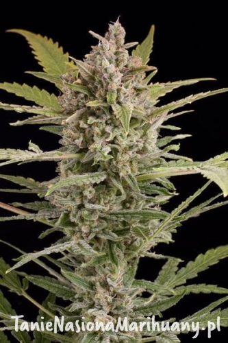 4d139c32d080c9c61e8ed65c997f000d