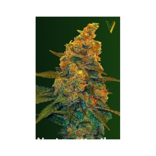 4d2b7216ad7f6eb4e83e44324741f533