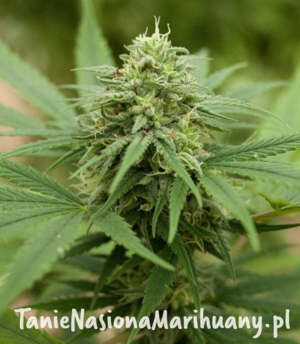 4d4a922b4e210949c55018d619adb87d