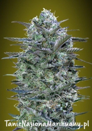 4d8e76a469d4badbe6b1afeca029d163