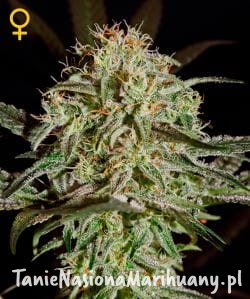 4dc7e05614ceb2e6b5ba55c4ed873c55