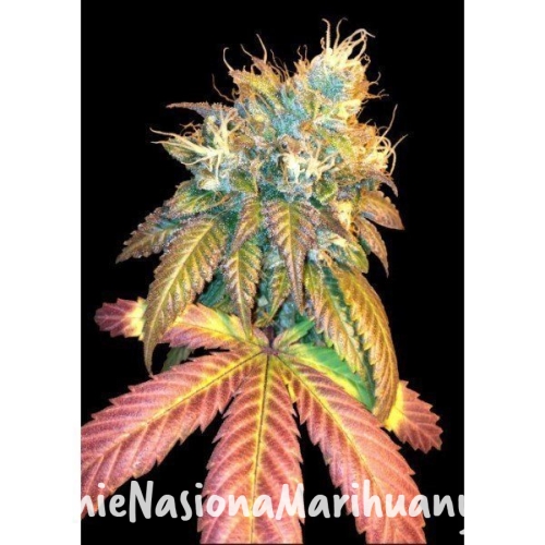 4e02c039041effc55f1507d7228628b5