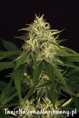 4e4f6ae303be7f23a03ab6a149308766