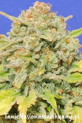 4eec3400a1f7e6752776b4a3cd7c7ebe