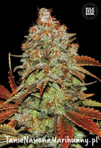 4f78605dffabc7bc1f3e3dc88e6901fd